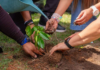 Plantan 500 mil árboles en todo el país en el marco del Plan de Reforestación Chuquisaca 500 mil árboles en todo el país