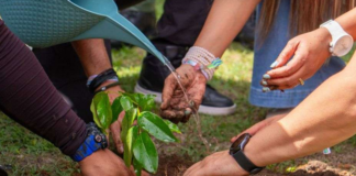 500 mil árboles en todo el país