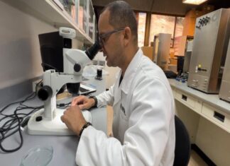 De esta manera desarrollan propagación de plantas de cacao en el sector agrícola Fundación IDEA