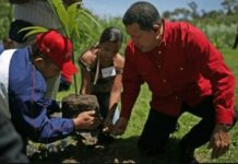 Hace 20 años el Comandante Chávez creó la Misión Árbol