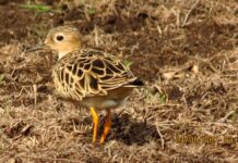 Portuguesa emerge como parada del playerito dorado