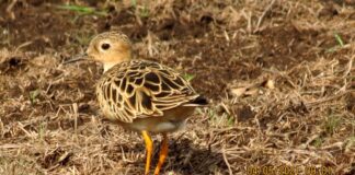 Portuguesa emerge como parada del playerito dorado