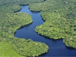 Brasil: Tras dos años de sequía la Amazonía recupera sus niveles de agua Niveles de agua de la Amazonía