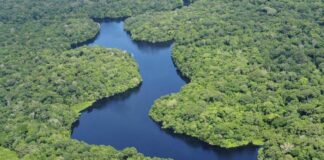 Brasil: Tras dos años de sequía la Amazonía recupera sus niveles de agua Niveles de agua de la Amazonía