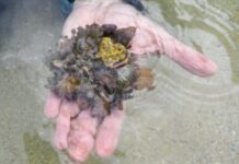 Venezuela activa plan de emergencia contra coral invasor Venezuela activa plan de emergencia contra coral invasor