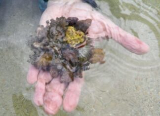 Venezuela activa plan de emergencia contra coral invasor Venezuela activa plan de emergencia contra coral invasor