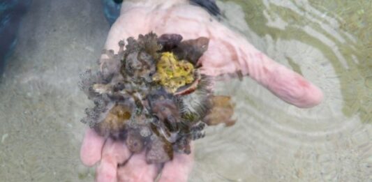 Venezuela activa plan de emergencia contra coral invasor