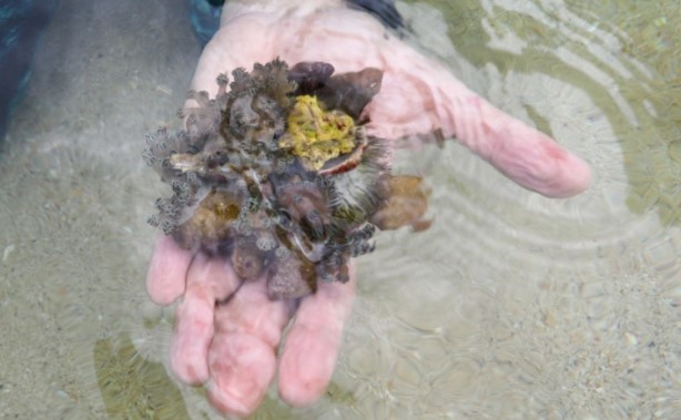 Venezuela activa plan de emergencia contra coral invasor Venezuela activa plan de emergencia contra coral invasor