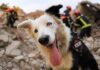 Conoce a Tsunami, el perro rescatista que conmueve a miles de personas Conoce a Tsunami el perro rescatista que se ha conmover a miles de personas
