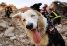 Conoce a Tsunami el perro rescatista que se ha conmover a miles de personas