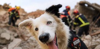 Conoce a Tsunami el perro rescatista que se ha conmover a miles de personas