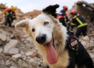 Conoce a Tsunami el perro rescatista que se ha conmover a miles de personas