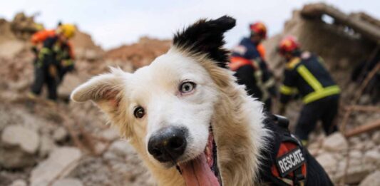 Conoce a Tsunami el perro rescatista que se ha conmover a miles de personas