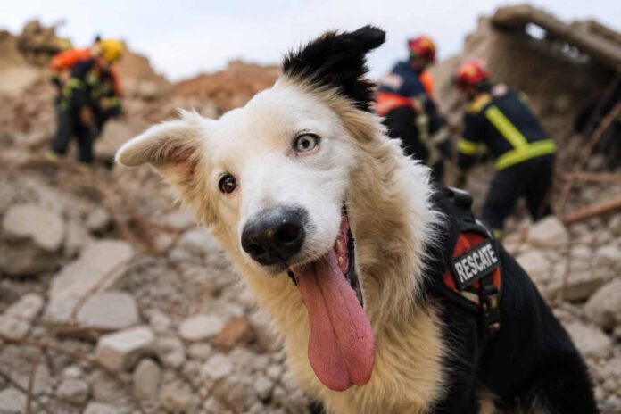 Conoce a Tsunami el perro rescatista que se ha conmover a miles de personas