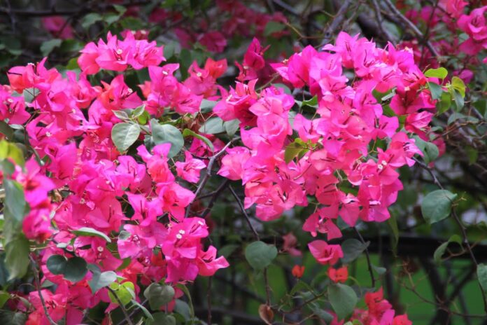 Trinitarias-flores-ciudad-colonial