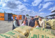 De Lara para Italia: Exportan 19 toneladas de café verde Exportan café verde