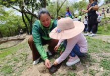 Parque Fila La Guacamaya: Carabobo siembra primer “Bosque Amarillo” de Venezuela Bosque Amarillo