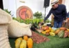 Nueva Ley del Cacao