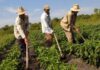 Soberanía Alimentaria: Más de 150 mil toneladas de urea se distribuyen en toda Venezuela Más de 150.000 toneladas de urea son distribuidas por Ejecutivo para el agro nacional