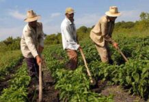 Más de 150.000 toneladas de urea son distribuidas por Ejecutivo para el agro nacional