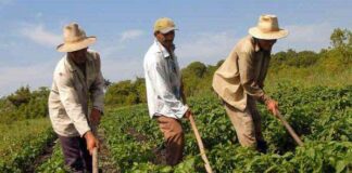 Más de 150.000 toneladas de urea son distribuidas por Ejecutivo para el agro nacional