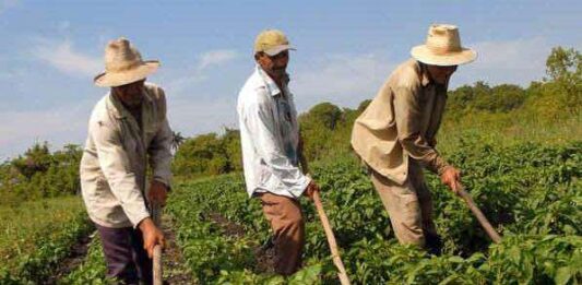 Más de 150.000 toneladas de urea son distribuidas por Ejecutivo para el agro nacional