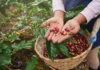 Café y especias venezolanas lideran exportaciones hacia EEUU