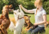 ¿Sabes cómo entrenar a tu perro cachorro en 5 pasos? Entrenar a tu perro