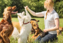 Entrenar a tu perro