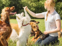 Entrenar a tu perro