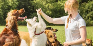 ¿Sabes cómo entrenar a tu perro cachorro en 5 pasos? Entrenar a tu perro