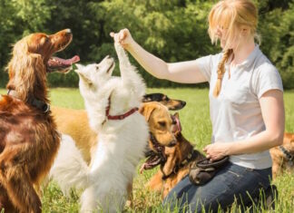¿Sabes cómo entrenar a tu perro cachorro en 5 pasos? Entrenar a tu perro