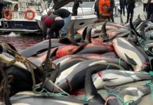 Ballenas piloto y delfines mueren en Islas Feroe en la primera caza del año Ballenas piloto y delfines mueren en Islas Feroe en la primera caza del año