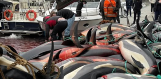 Ballenas piloto y delfines mueren en Islas Feroe en la primera caza del año