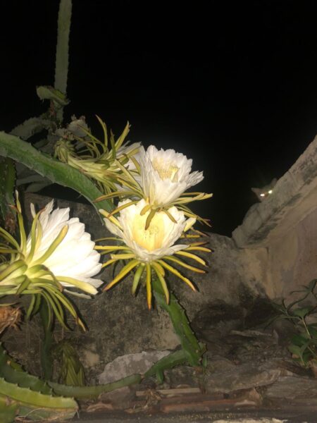 flor de cactus