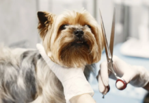 cortar el pelo de tu perro