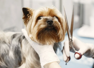 ¿Está bien cortar el pelo de tu perro? cortar el pelo de tu perro