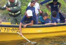 Sucre: Más de mil caballitos de mar liberados en Parque Nacional Mochima Mil caballitos de mar