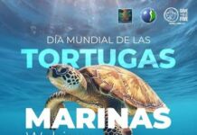 Expertos debaten sobre amenazas y conservación en el continente de las tortugas marinas tortugas marinas