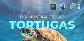 tortugas marinas