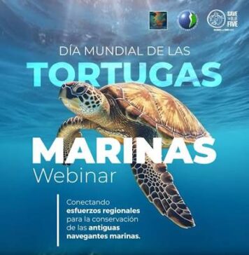 Expertos debaten sobre amenazas y conservación de las tortugas marinas tortugas marinas