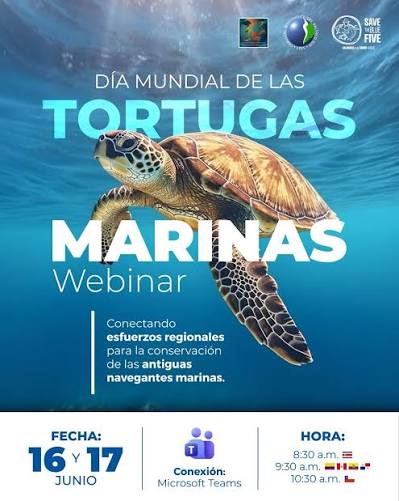 images (6) tortugas marinas