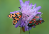 ¿Los insectos sienten dolor? La ciencia tiene la respuesta ¿Son capaces los insectos de sentir dolor?