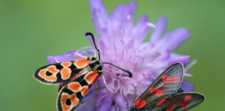 ¿Son capaces los insectos de sentir dolor?