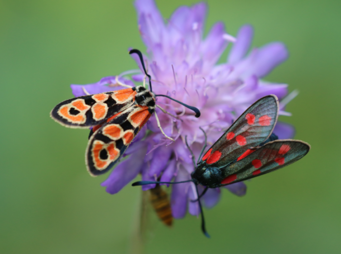 ¿Son capaces los insectos de sentir dolor? ¿Son capaces los insectos de sentir dolor?