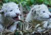 Nacen dos leones blancos en el Zoológico Las Delicias de Maracay