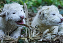 Nacen dos leones blancos en el Zoológico Las Delicias de Maracay