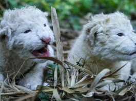 Nacen dos leones blancos en el Zoológico Las Delicias de Maracay Nacen dos leones blancos en el Zoológico Las Delicias de Maracay