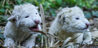 Nacen dos leones blancos en el Zoológico Las Delicias de Maracay