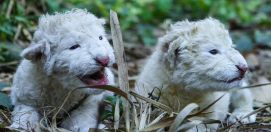 Nacen dos leones blancos en el Zoológico Las Delicias de Maracay